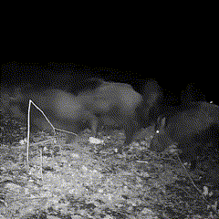 Wildlife Trail Camera with Infrared Night Vision – product view 