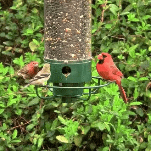 Hanging Bird Feeder with Clear Tube and Circular Perch — product view